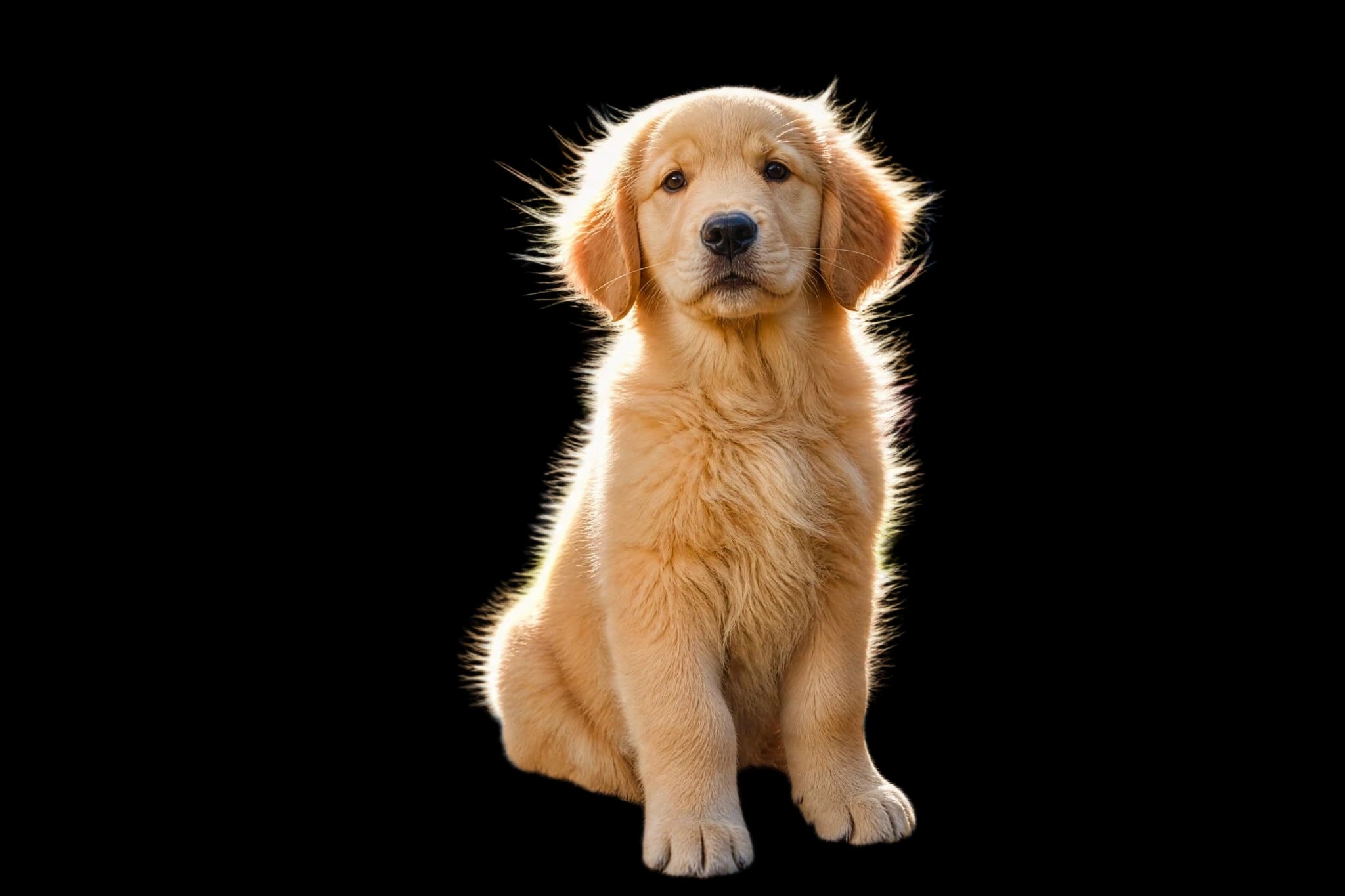 Backlit fur, cut clean from a busy market · Transparent PNG